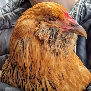 Meet your Posher, Avery